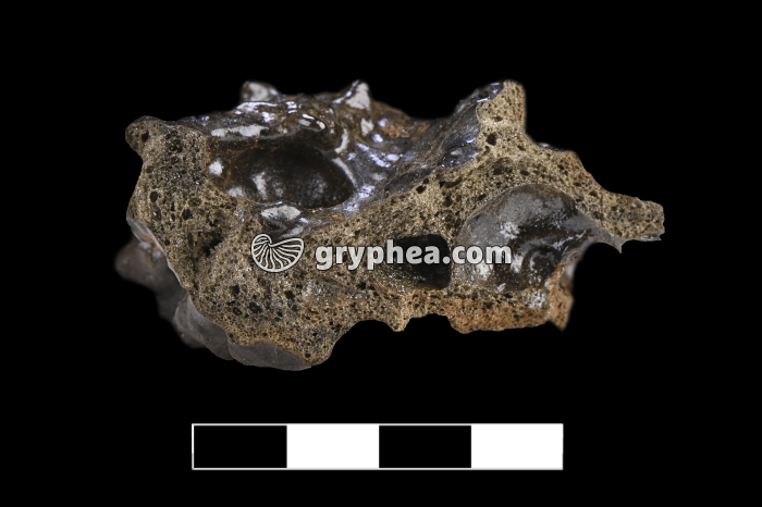 Téphra - détail - gryphea.com